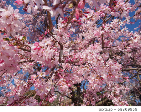 お寺にある垂れ桜 68309959