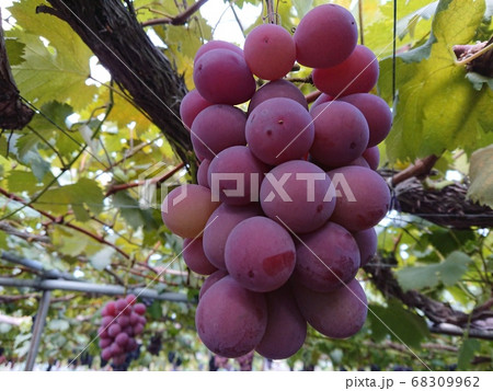 ぶどう ブドウ 葡萄 ぶどう ブドウ 葡萄 68309962