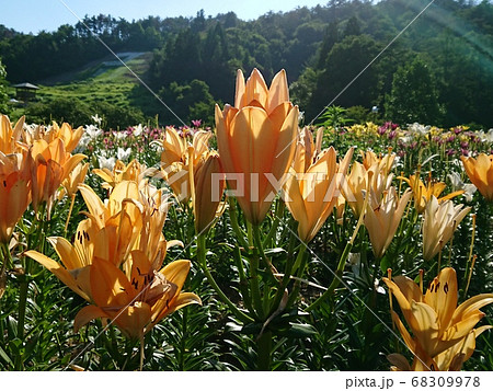 満開のユリ　ゆり　百合 68309978