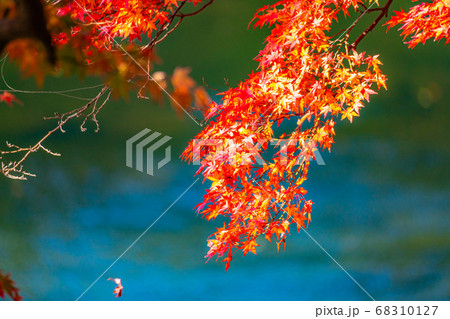 香嵐渓の紅葉 アップ 【愛知県】 香嵐渓の紅葉 アップ 【愛知県】 68310127