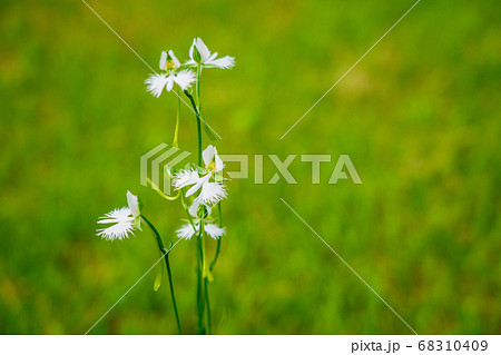 開花した、サギ草 開花した、サギ草 68310409