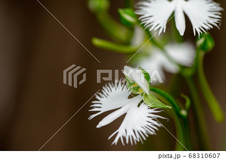 開花した、サギ草 68310607