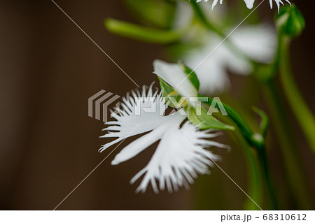開花した、サギ草 開花した、サギ草 68310612