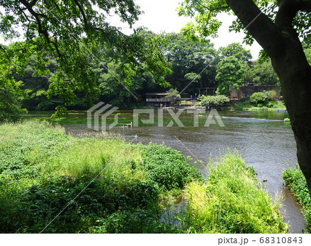 静岡 柿田川公園 湧き水 写真 静岡 柿田川公園 湧き水 写真 68310843