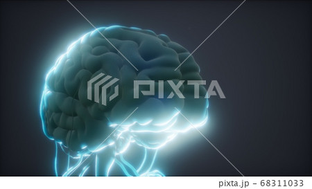 animated model of human brain 68311033