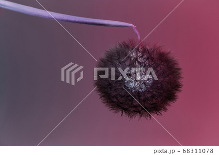 Close up beautiful dandelion flower color light 68311078