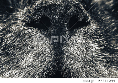 Beautiful Nose of cat closeup. Feline nose macro. 68311094