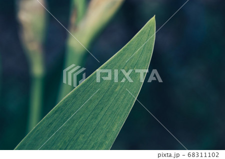 Close up Beautiful plant leaf flowers on a grass 68311102