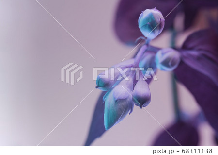 Beautiful white flowers in the neon light. Beautiful white flowers in the neon light. 68311138