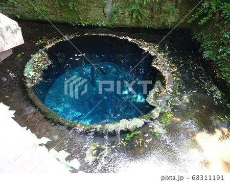 静岡　柿田川公園　湧き水　写真 68311191