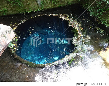静岡　柿田川公園　湧き水　写真 68311194