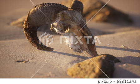 Skull with ram horns on the beach Skull with ram horns on the beach 68311243