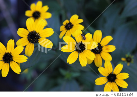 ルドベキアタカオの写真素材