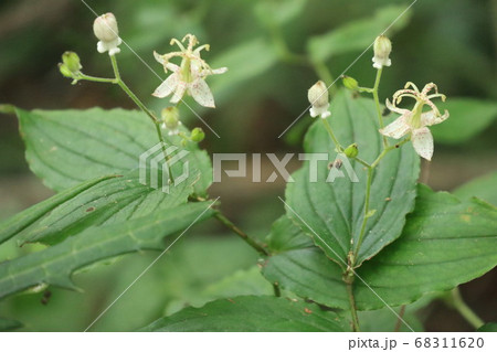 ヤマホトトギスの花 ヤマホトトギスの花 68311620