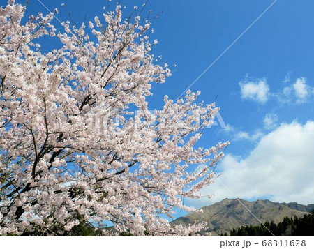 阿蘇の外輪山と桜　（熊本県南阿蘇村） 68311628