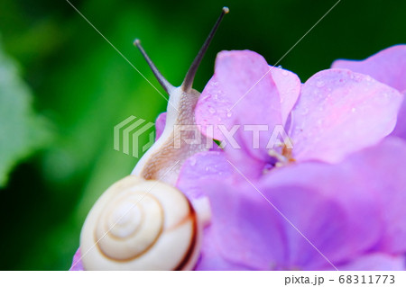 紫陽花 68311773