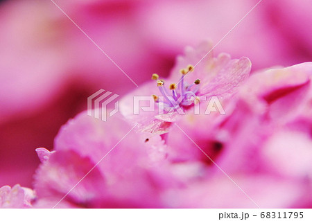 紫陽花 紫陽花 68311795