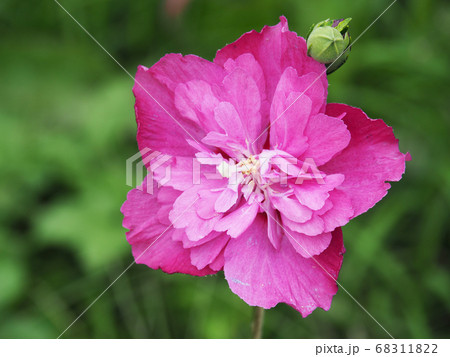 ムクゲ・光花笠 ムクゲ・光花笠 68311822