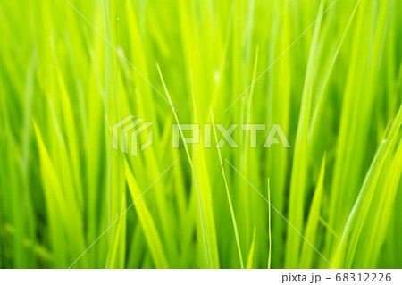 いいいね いいいね 68312226