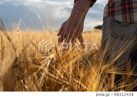 The hand touches the ears of barley. Farmer in a wheat field. Rich harvest concept 68312438