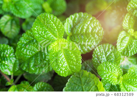 Mint leaves background leaf green plants with aromatic herb 68312589