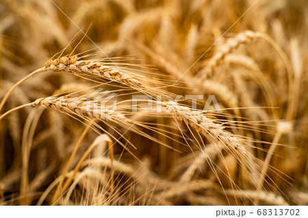 Agricultural field. Ripe ears of wheat on the background of the sunset. The concept of a rich harvest. 68313702