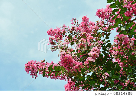 サルスベリの花 サルスベリの花 68314389