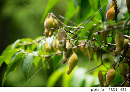 ロウバイ（蝋梅、蠟梅、臘梅、唐梅〔カラウメ〕、Chimonanthus praecox）の種子（有毒 68314431