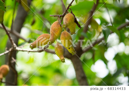 ロウバイ（蝋梅、蠟梅、臘梅、唐梅〔カラウメ〕、Chimonanthus praecox）の種子（有毒 68314433