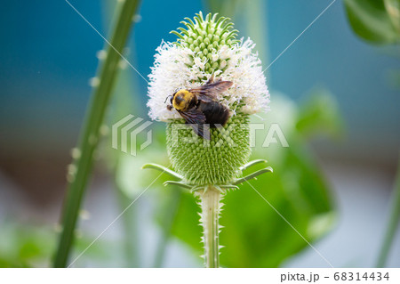 羅紗掻草 らしゃかきぐさ ラシャカキグサ 別名 オニナベナ 鬼鍋菜 学名 Dipsacus Satiの写真素材