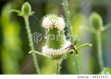 羅紗掻草 らしゃかきぐさ ラシャカキグサ 別名 オニナベナ 鬼鍋菜 学名 Dipsacus Satiの写真素材