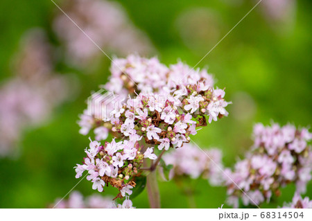 和名：ハナハッカ（別名：オレガノ、oregano、Origanum vulgare、ワイルド・マジョ 68314504