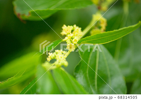 ナツメ（棗、学名：Ziziphus jujuba）の花 68314505