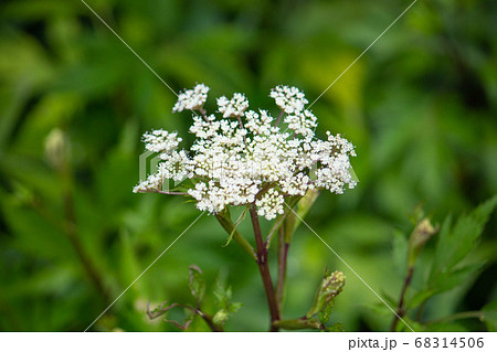 トウキ(当帰)の花(漢方薬の原料、日本原産、根を使用する)、日本、6月 トウキ(当帰)の花(漢方薬の原料、日本原産、根を使用する)、日本、6月 68314506