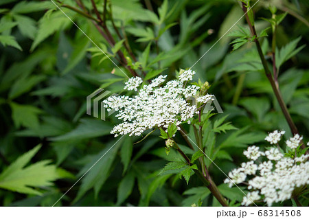 トウキ（当帰）の花（漢方薬の原料、日本原産、根を使用する）、日本、6月	 68314508
