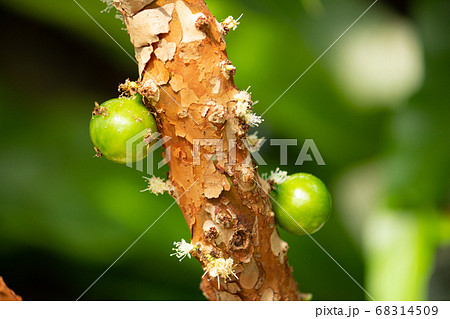 ジャボチカバ（フトモモ科）（学名: Plinia cauliflora (Mart.) Kausel 68314509