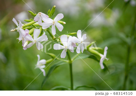 サボンソウ、学名：Saponaria officinalis L.、別名シャボンソウ、セッケンソウ( 68314510