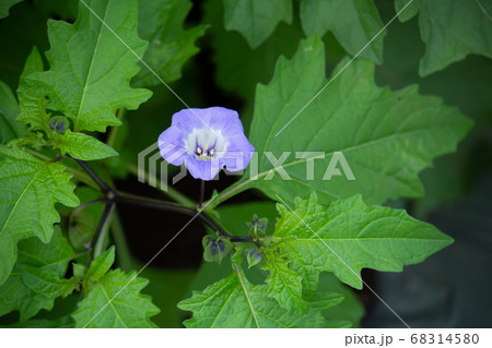 ケイガイ （ 荊芥穂（けいがいすい） ）. 英名, Schizonepeta Spike, 生薬ラテ 68314580