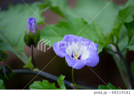 ケイガイ ( 荊芥穂(けいがいすい) ). 英名, Schizonepeta Spike, 生薬ラテ ケイガイ ( 荊芥穂(けいがいすい) ). 英名, Schizonepeta Spike, 生薬ラテ 68314581