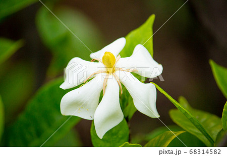 クチナシ（梔子、巵子、支子、学名: Gardenia jasminoides）の花（日本：6月に咲く 68314582