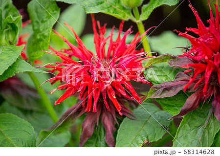 タイマツバナ 英語 Oswego Tea 学名 Monarda Didyma ベルガモットに似たの写真素材