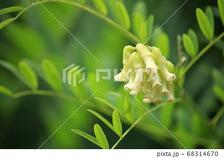 クララ(眩草、苦参、学名: Sophora flavescens)の花が咲いた:生薬原料(根が漢方原 クララ(眩草、苦参、学名: Sophora flavescens)の花が咲いた:生薬原料(根が漢方原 68314670
