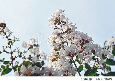 シロバナサルスベリ（白花百日紅） 68314689