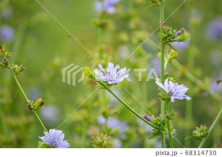 チコリの花(chicory) チコリの花(chicory) 68314730