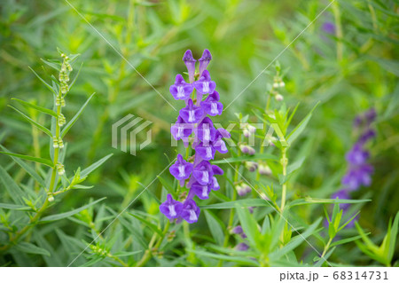 コバネバナ（黄金花、Scutellaria baicalensis Georgi、Scutellar 68314731