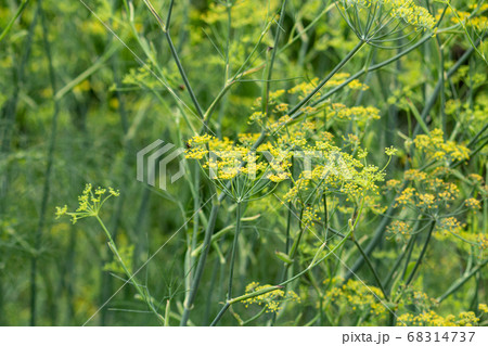 ウイキョウ(茴香、学名: Foeniculum vulgare、英語名:フェンネル):西洋ではハーブ ウイキョウ(茴香、学名: Foeniculum vulgare、英語名:フェンネル):西洋ではハーブ 68314737