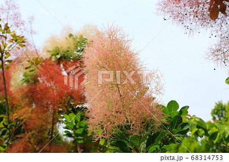 ふわふわで綿菓子みたいなスモークツリーの花の写真素材