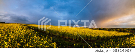 Spring rapeseed yellow blooming fields 68314937