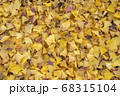 秋の公園に敷かれた黄色い落ち葉で作られた絨毯 68315104