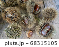 食欲の秋に農家で採れた新鮮な栗の実 68315105